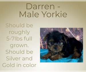Yorkshire Terrier Puppy for sale in AZLE, TX, USA