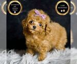 Puppy Teacup Red Poodle (Miniature)