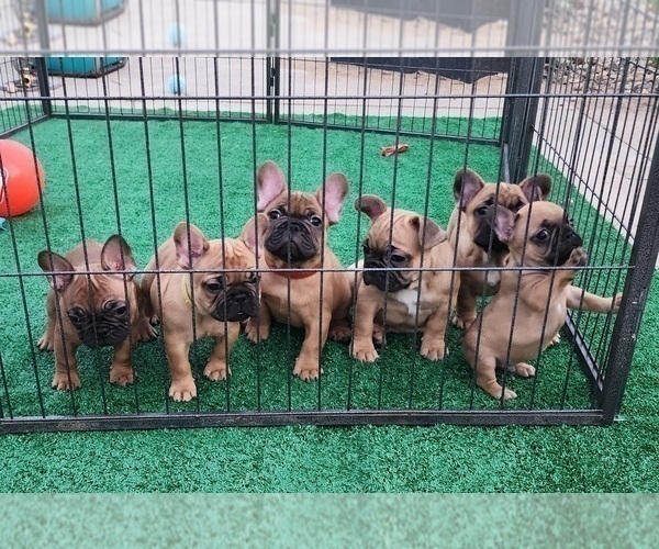 Medium Photo #2 French Bulldog Puppy For Sale in CONCORDIA, KS, USA