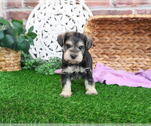 Schnauzer (Miniature) Puppy for sale in SYRACUSE, IN, USA