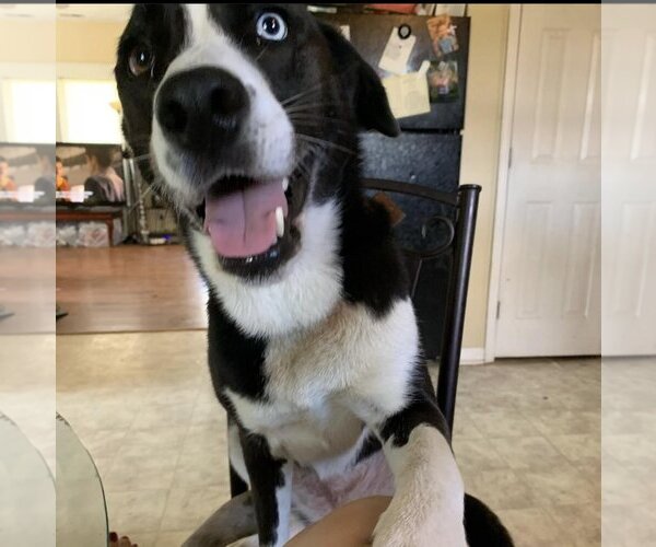Medium Photo #3 Huskies -Labrador Retriever Mix Puppy For Sale in Columbus, IN, USA