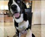 Small #2 Huskies -Labrador Retriever Mix