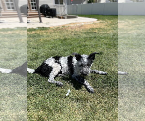 Medium Photo #14 Mutt Puppy For Sale in Sandy, UT, USA