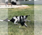 Small #13 Mutt