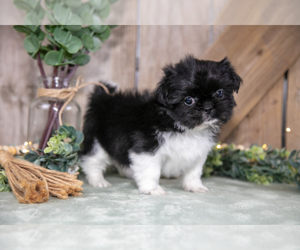 Medium Photo #10 Shih Tzu Puppy For Sale in GREENWICH, OH, USA