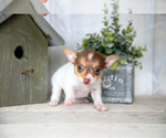 Image preview for Ad Listing. Nickname: Litter of 2