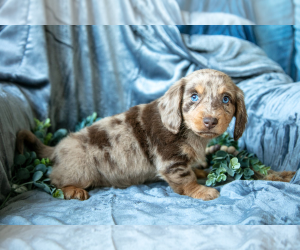 Medium Photo #1 Dachshund-Siberian Husky Mix Puppy For Sale in ELIZABETHTOWN, PA, USA