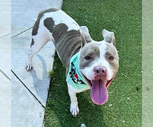 Medium American Staffordshire Terrier
