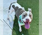 Small American Staffordshire Terrier