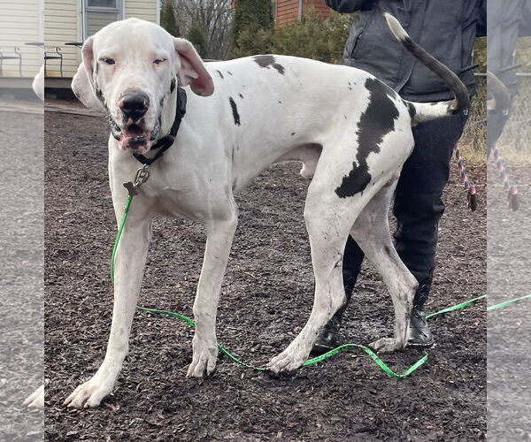 Medium Photo #5 Great Dane Puppy For Sale in Techny, IL, USA