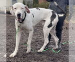 Small #4 Great Dane