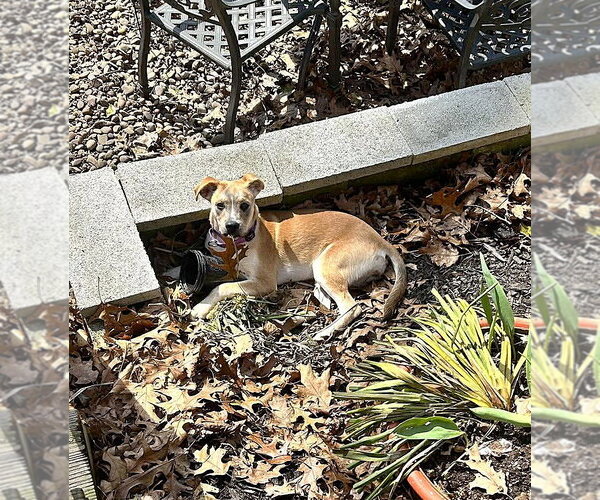 Medium Photo #12 Mutt Puppy For Sale in MECHANICSBURG, PA, USA