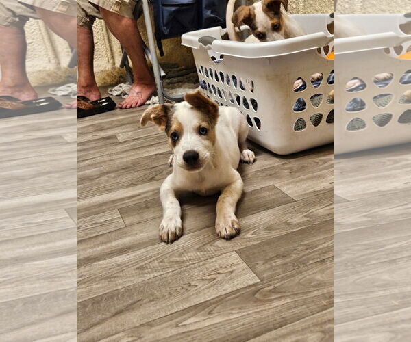 Medium Photo #5 Mutt Puppy For Sale in Oakhurst, NJ, USA