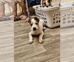 Small #4 Mutt