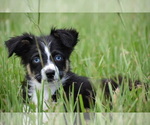 Small #2 Miniature Australian Shepherd