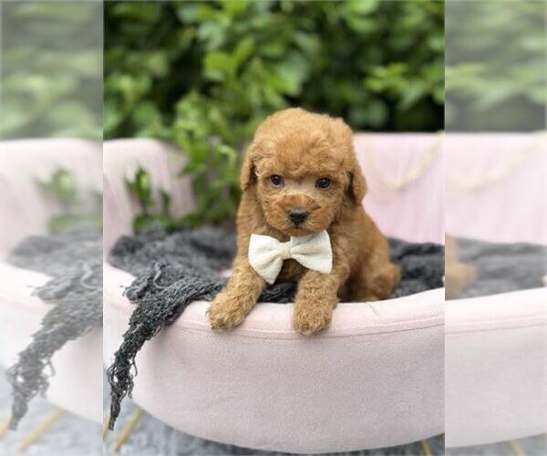 Medium Photo #4 Poodle (Toy) Puppy For Sale in TAMPA, FL, USA