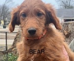 Small #1 Goldendoodle