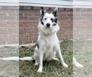 Father of the Border Collie puppies born on 12/11/2022