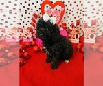 Small #1 Poodle (Miniature)