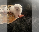 Small Photo #6 Maltese Puppy For Sale in CROSSVILLE, TN, USA