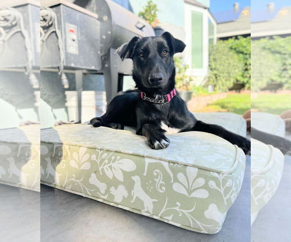 Medium Photo #7 Labrador Retriever-Unknown Mix Puppy For Sale in San Diego, CA, USA