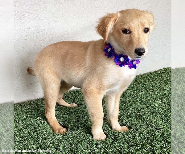 Medium Photo #4 Borador Puppy For Sale in San Diego, CA, USA