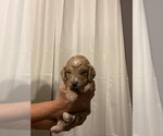 Small Photo #5 Labradoodle Puppy For Sale in PERRY, GA, USA