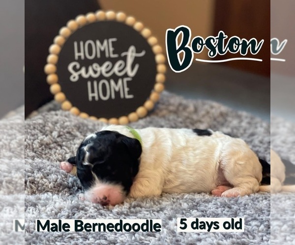 Medium Photo #7 Bernedoodle Puppy For Sale in OMAHA, NE, USA