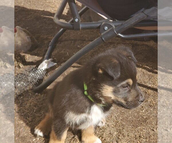 Medium Photo #2 Huskies -Unknown Mix Puppy For Sale in Calgary, Alberta, Canada