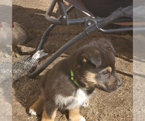 Kingston (Pup 6 LIME GREEN) - Male Huskies -Unknown Mix Dog for Adoption - Photo #2