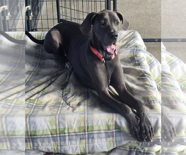 Medium Photo #4 Great Dane Puppy For Sale in Palm Beach, FL, USA