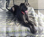 Small #3 Great Dane