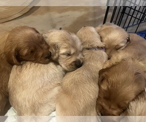Golden Retriever Puppy for sale in MADISONVILLE, TX, USA