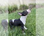 Small Photo #2 Bull Terrier Puppy For Sale in PITTSBURG, CA, USA