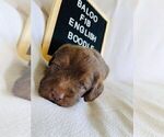 Small #4 English Bulldog-Poodle (Standard) Mix