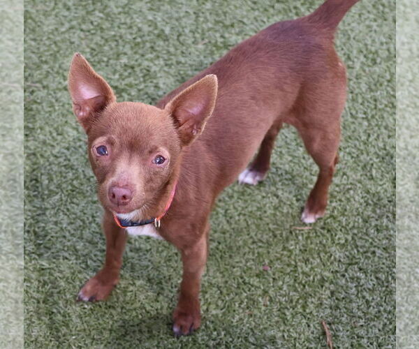 Medium Photo #1 Chihuahua-Unknown Mix Puppy For Sale in Rockaway, NJ, USA