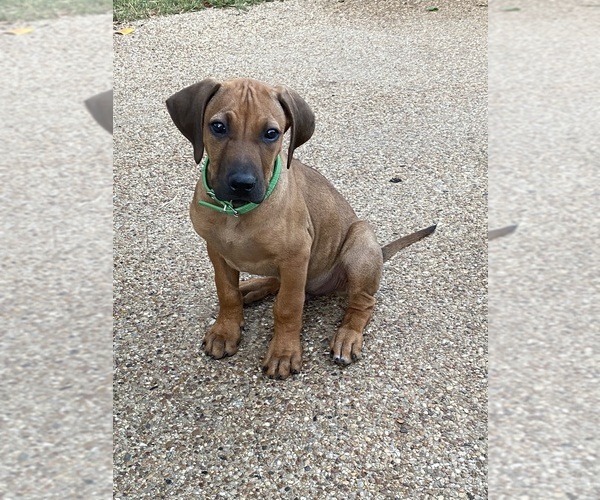 Medium Photo #26 Rhodesian Ridgeback Puppy For Sale in KELLER, TX, USA