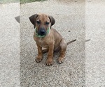 Small Photo #147 Rhodesian Ridgeback Puppy For Sale in KELLER, TX, USA