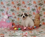 Small #7 Great Pyrenees