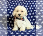 Small Photo #5 Bichon Frise Puppy For Sale in NOTTINGHAM, PA, USA