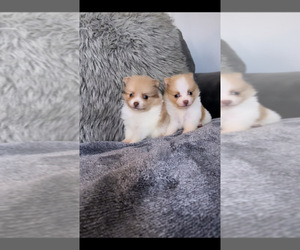 Pomeranian Puppy for sale in SOUTH GATE, CA, USA