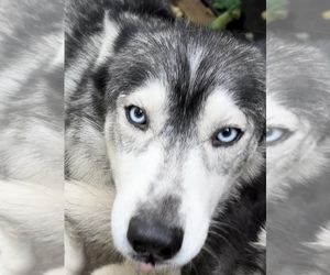 Mother of the Siberian Husky puppies born on 07/10/2023