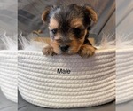 Small Photo #20 Yorkshire Terrier Puppy For Sale in HAMPTON, VA, USA