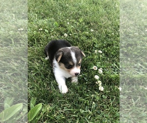 Pembroke Welsh Corgi Puppy for sale in ARTHUR, IL, USA