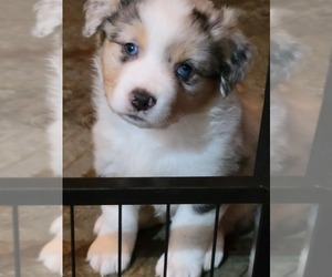 Australian Shepherd Litter for sale in SALEM, OR, USA