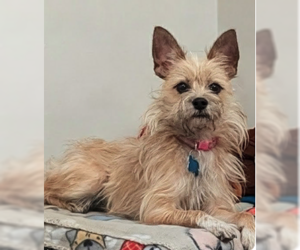 Medium Photo #2 Mutt Puppy For Sale in Plainfield, IL, USA