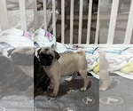 Small #4 Pug