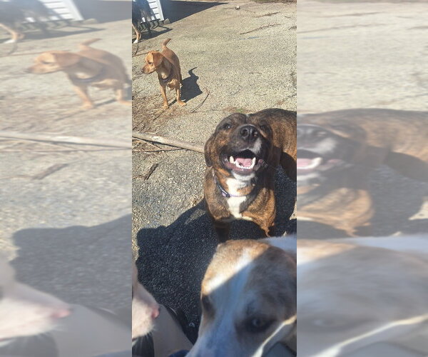 Medium Photo #2 Holland Shepherd-Unknown Mix Puppy For Sale in Aurora, IN, USA