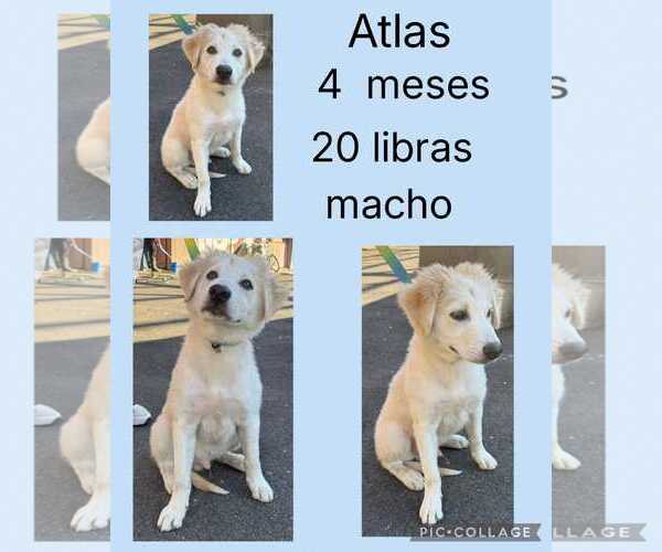 Medium Photo #2 Labrador Retriever-Maremma Sheepdog Mix Puppy For Sale in Virginia Beach, VA, USA