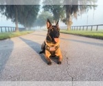 Small Photo #3 Belgian Malinois Puppy For Sale in WILLISTON, FL, USA